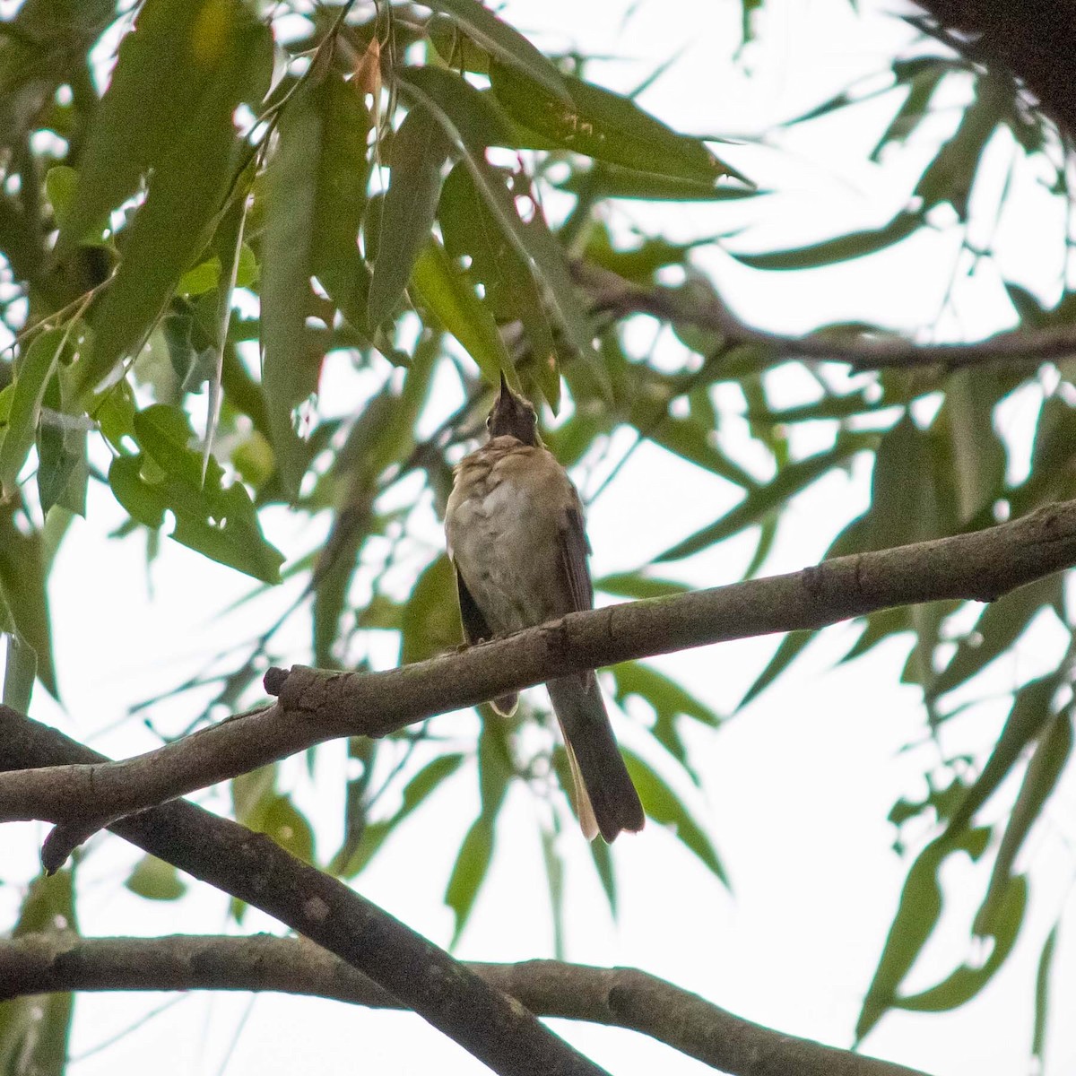 Pale-breasted Thrush - ML615839013