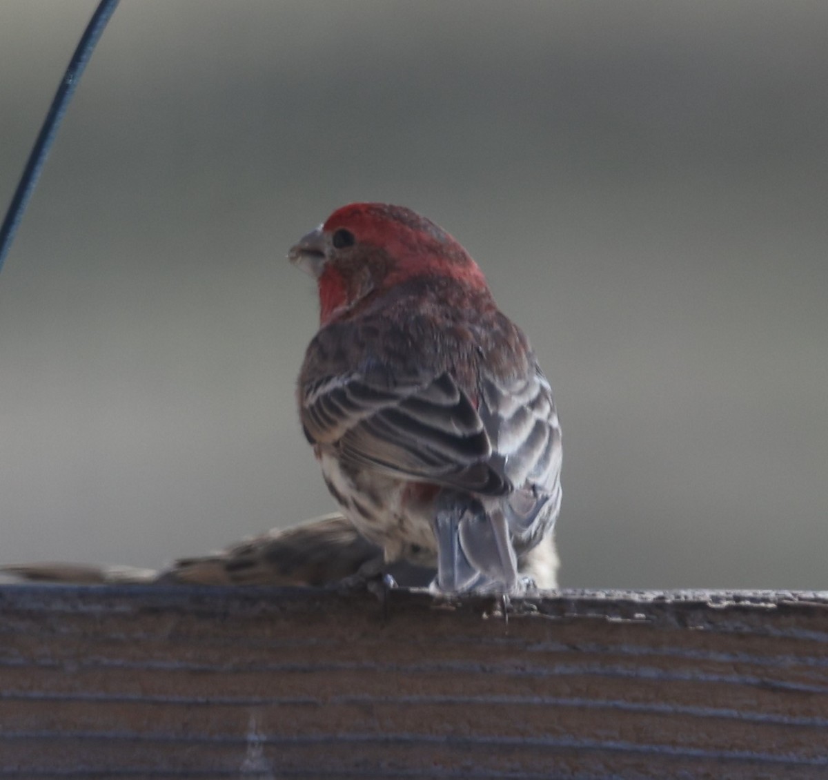 House Finch (Common) - ML615839014