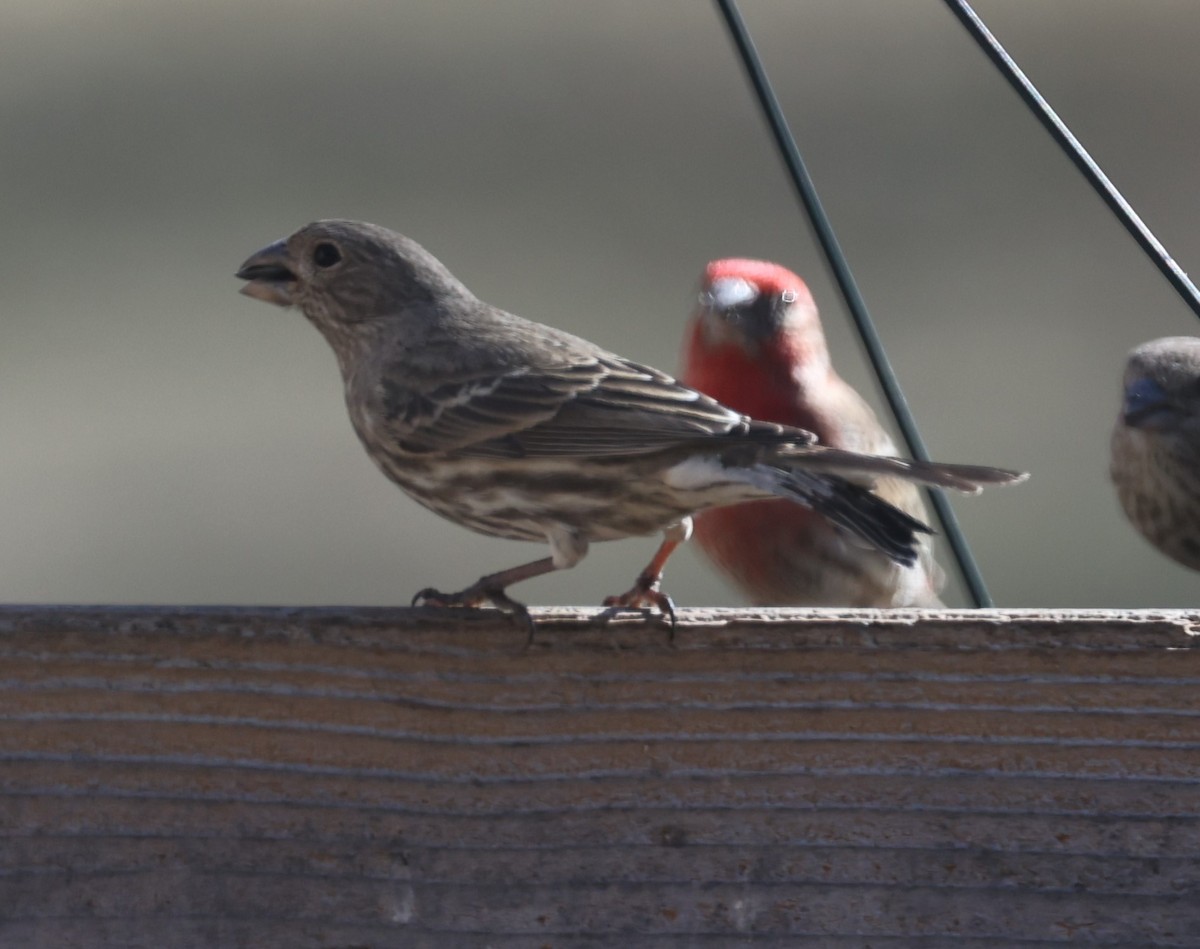 House Finch (Common) - ML615839015