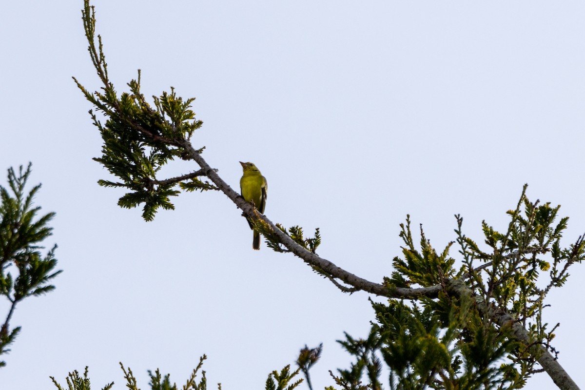 Western Tanager - ML615839039