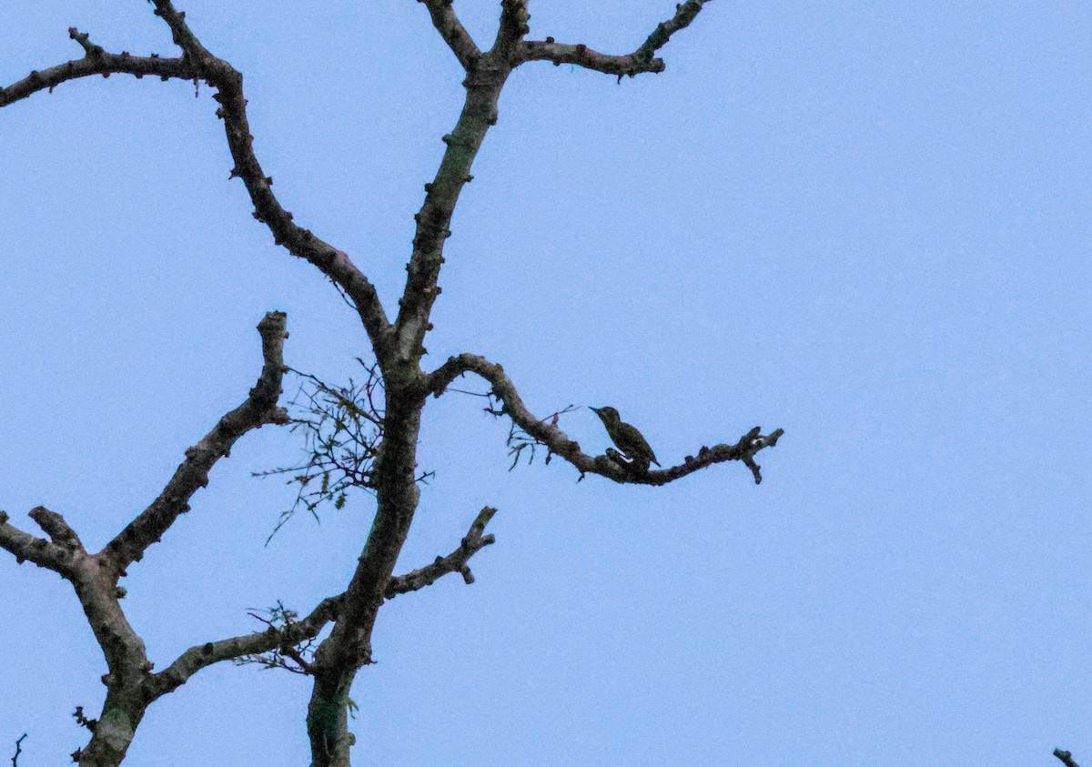 Fine-spotted Woodpecker - Louis Hebert