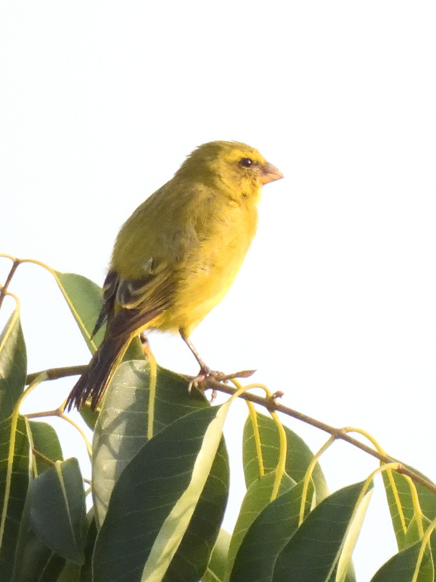 Yellow-fronted Canary - ML615839361