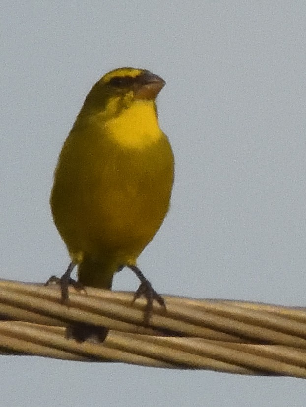 Yellow-fronted Canary - ML615839362