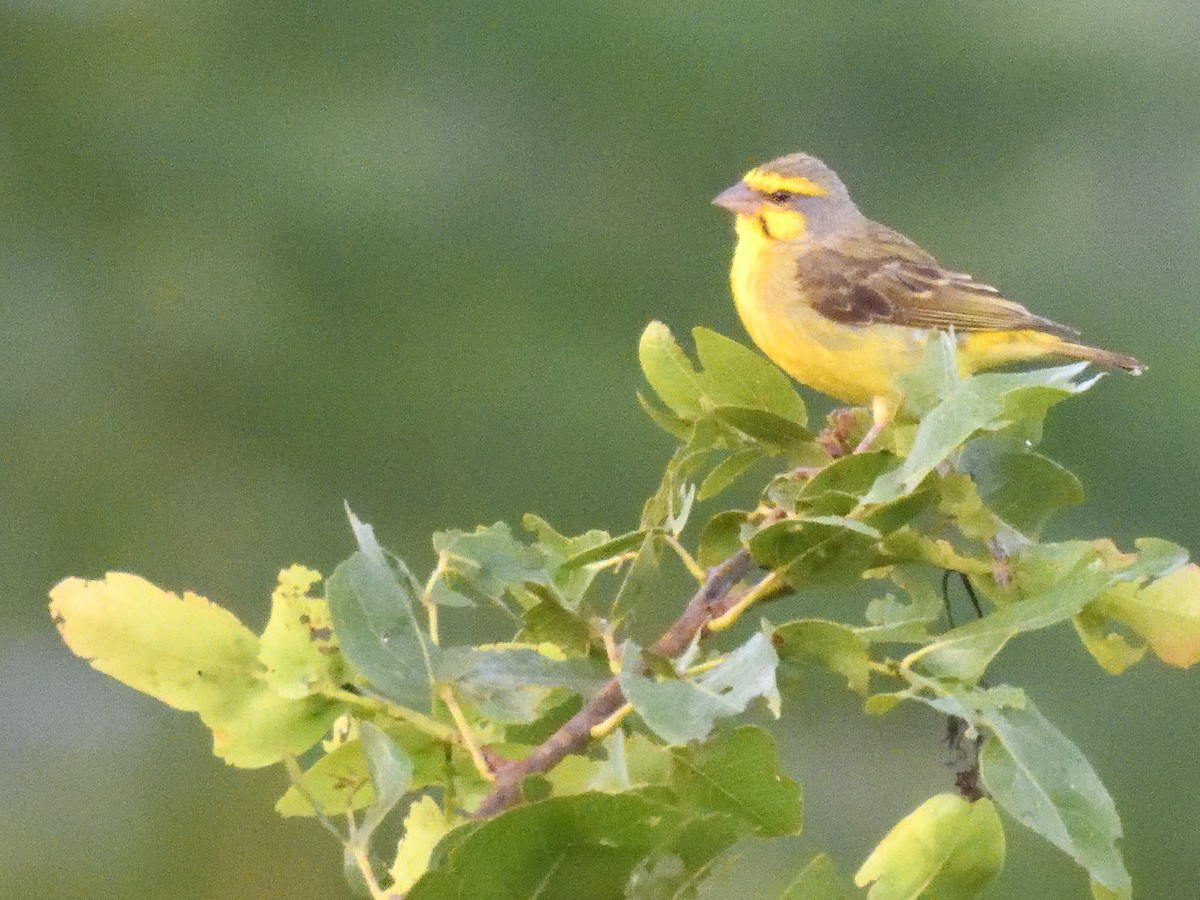 Yellow-fronted Canary - ML615839363