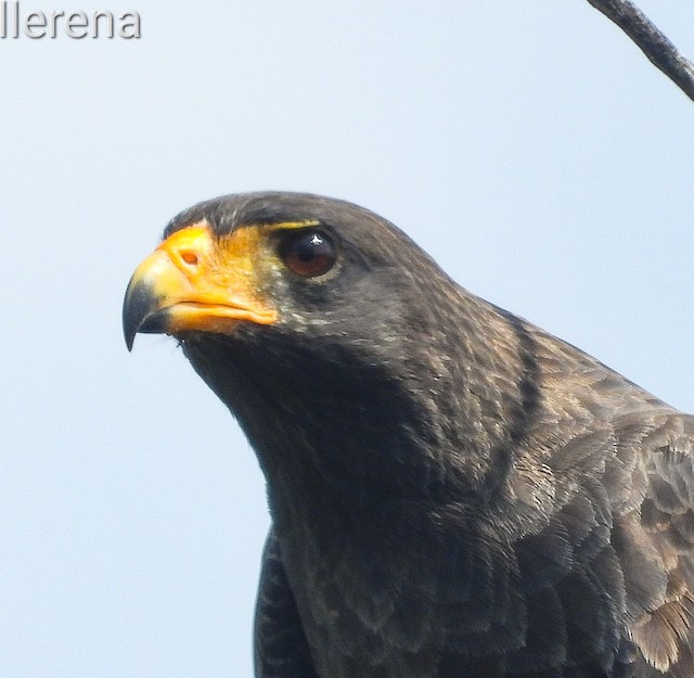 Photos - Cuban Black Hawk - Buteogallus gundlachii - Birds of the World