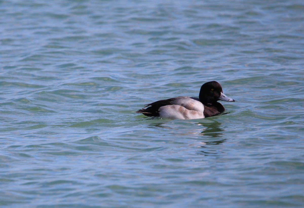Greater Scaup - ML615839414