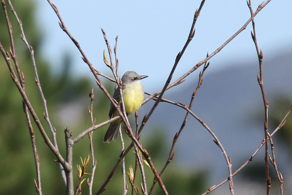 Tropical Kingbird - margeNdon thornton