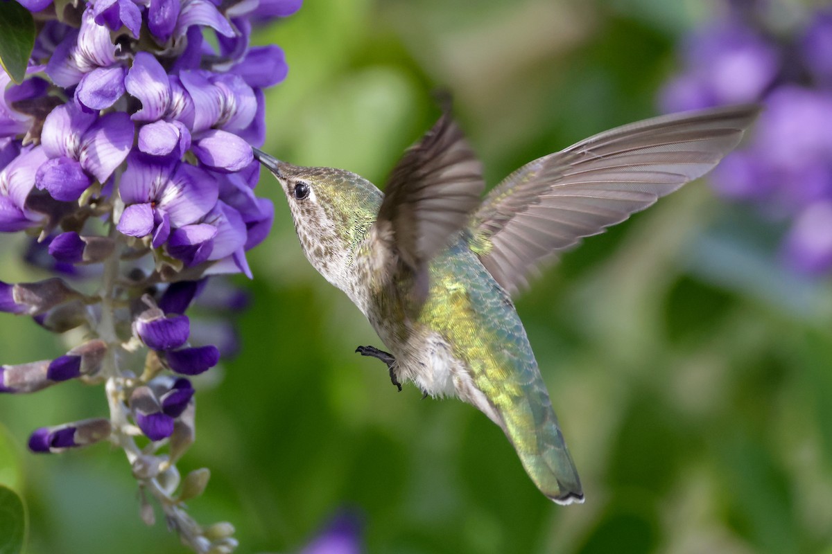 Anna's Hummingbird - ML615839555