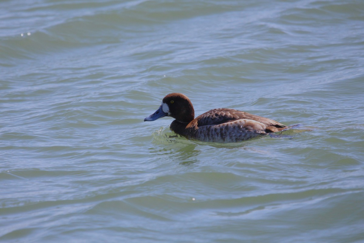 Greater Scaup - ML615839568