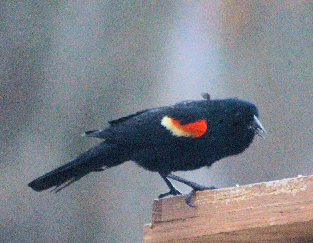 Red-winged Blackbird - ML615839692