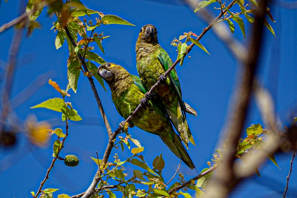 Brown-throated Parakeet - ML615839753