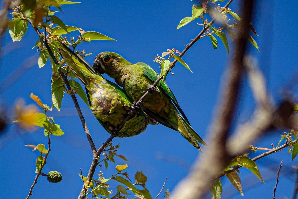 Brown-throated Parakeet - ML615839766