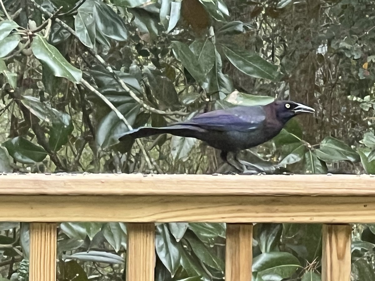 Common Grackle - Patsy Russo