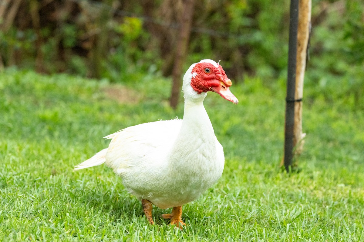 Muscovy Duck (Domestic type) - ML615840047