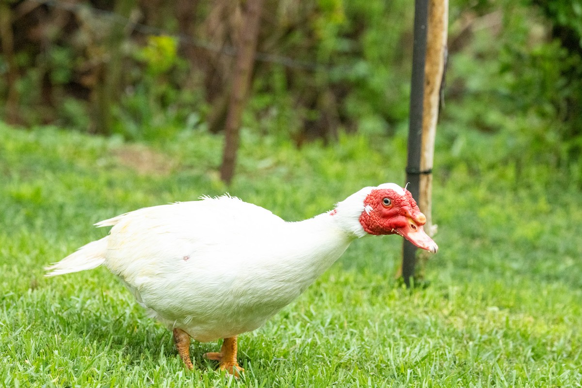 Muscovy Duck (Domestic type) - ML615840048