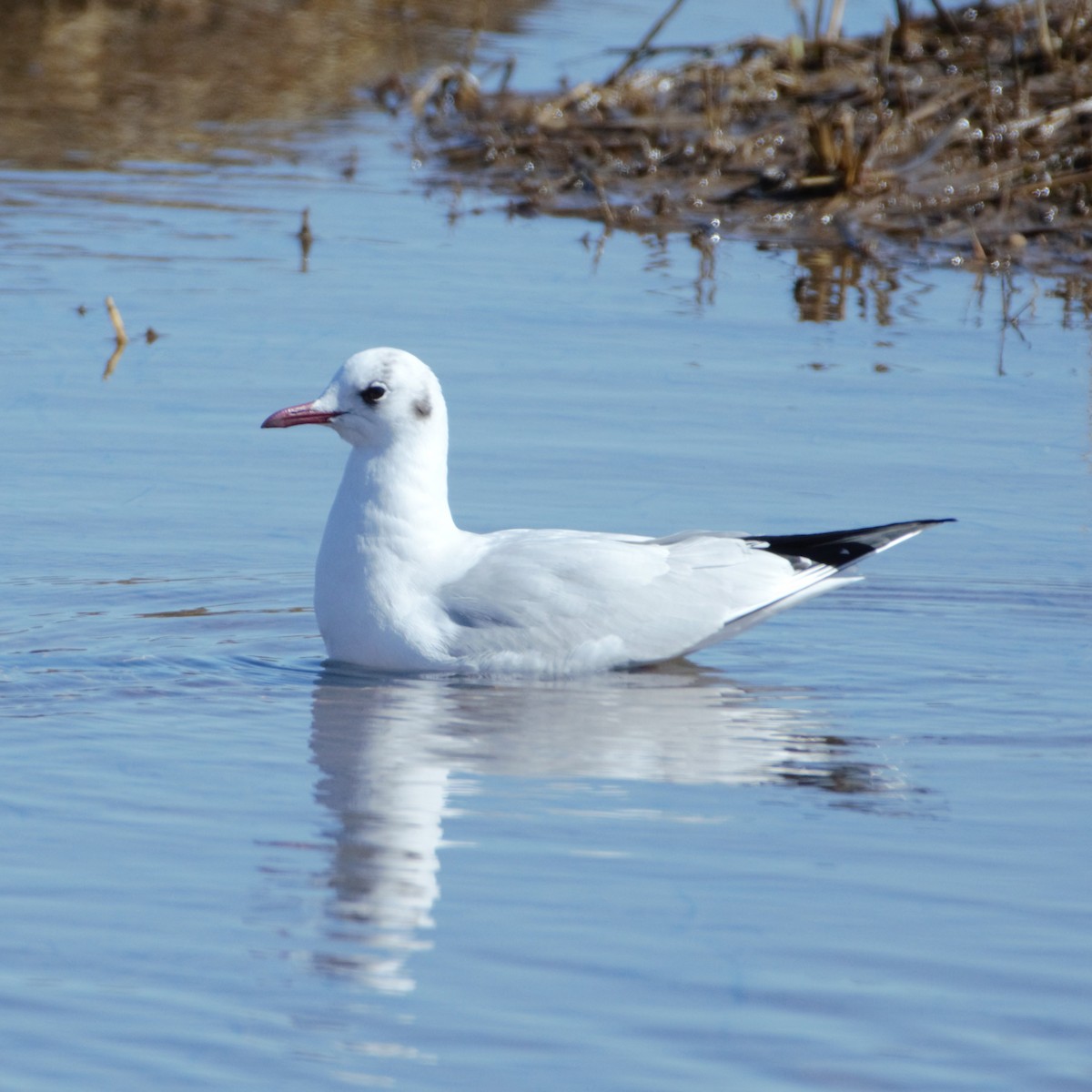 Mouette rieuse - ML615840062