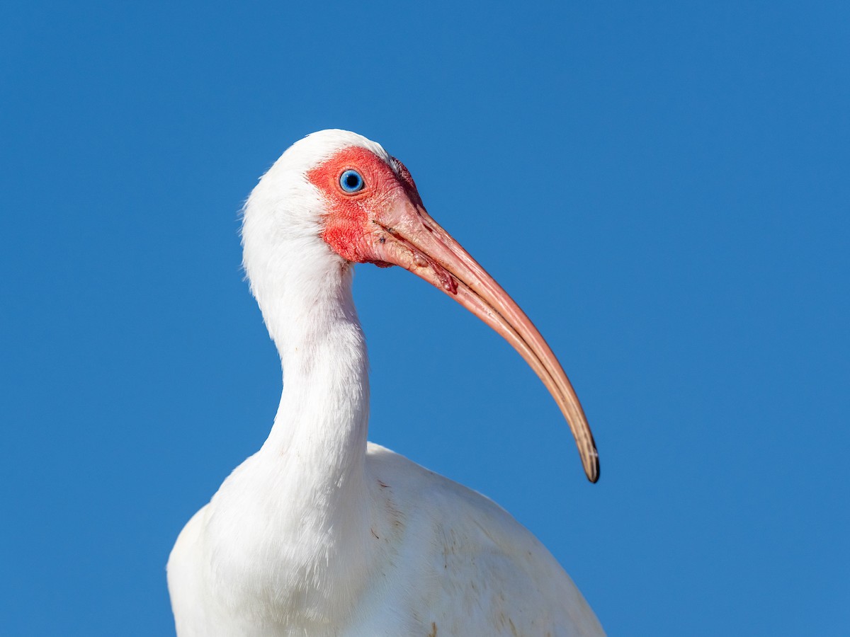 ibis bílý - ML615840184
