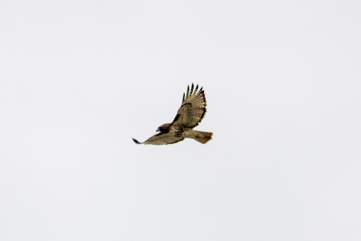 Red-tailed Hawk - ML615840392
