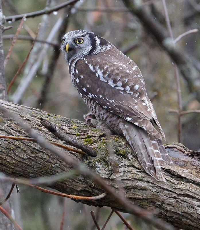 Northern Hawk Owl - ML615840649