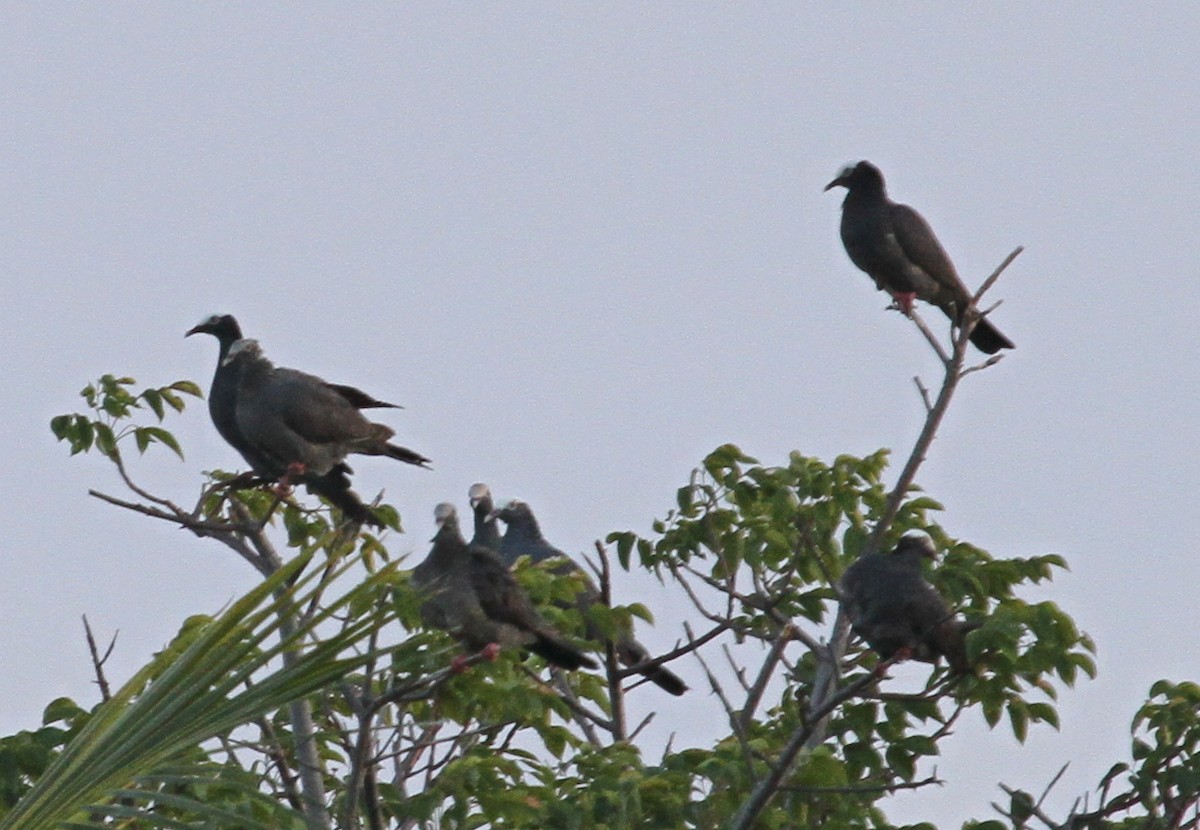 White-crowned Pigeon - ML615840753