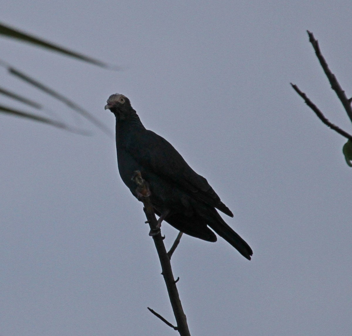 White-crowned Pigeon - ML615840754