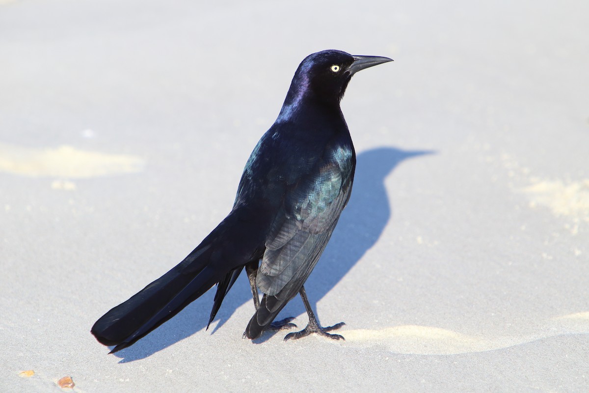 Boat-tailed Grackle - ML615840758