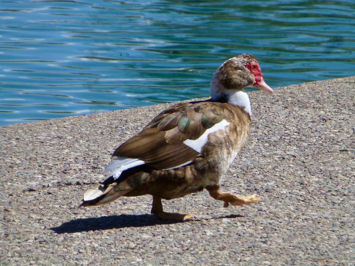 Muscovy Duck (Domestic type) - John Marshall