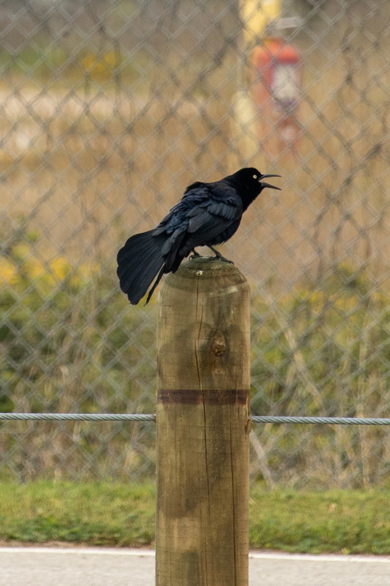 Great-tailed Grackle - ML615840924