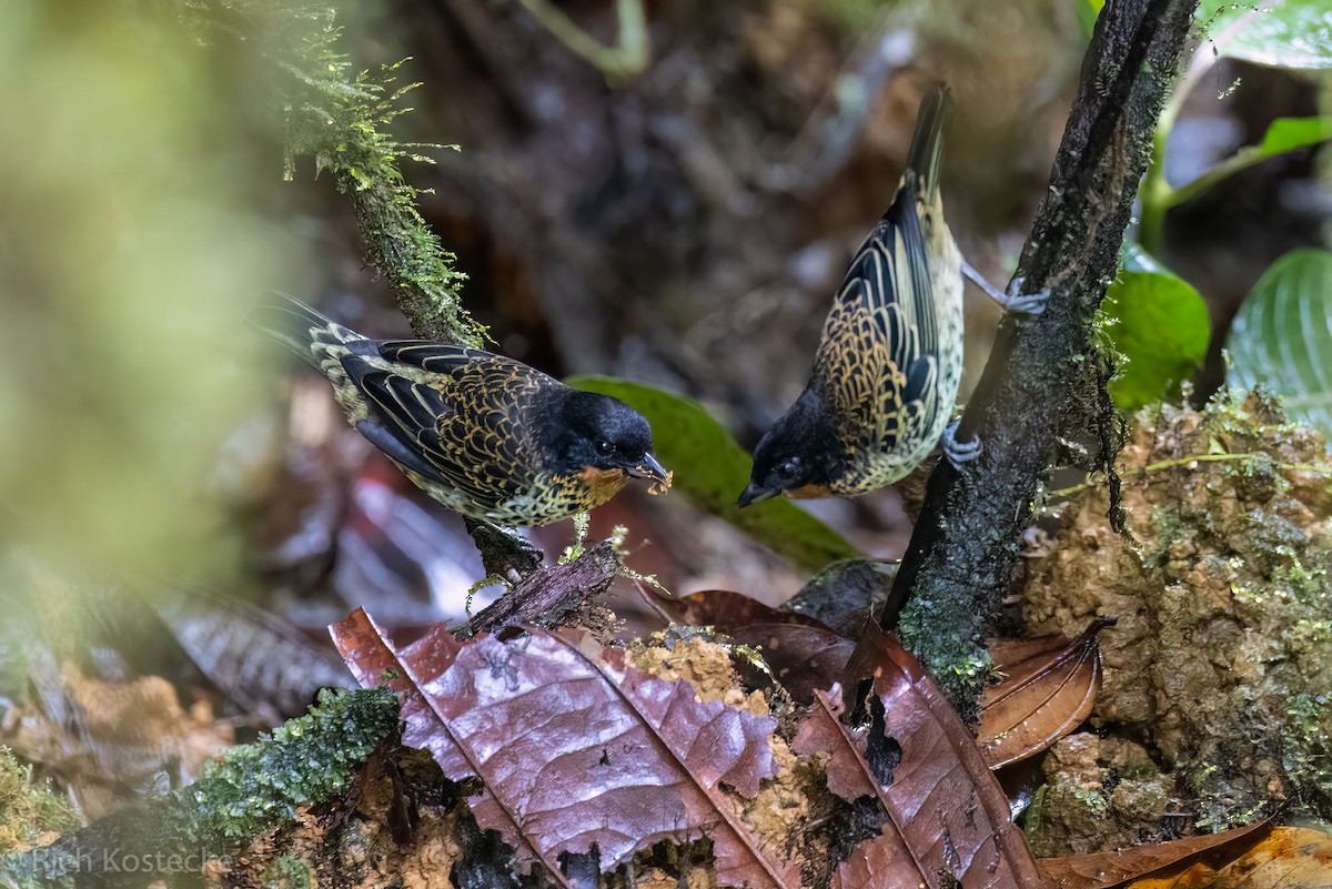 Rufous-throated Tanager - ML615841138