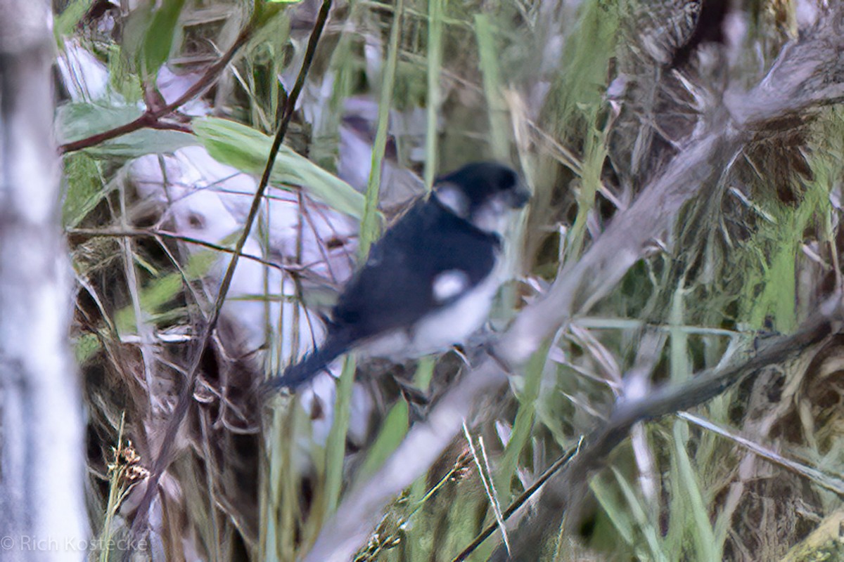 Variable Seedeater - ML615841141