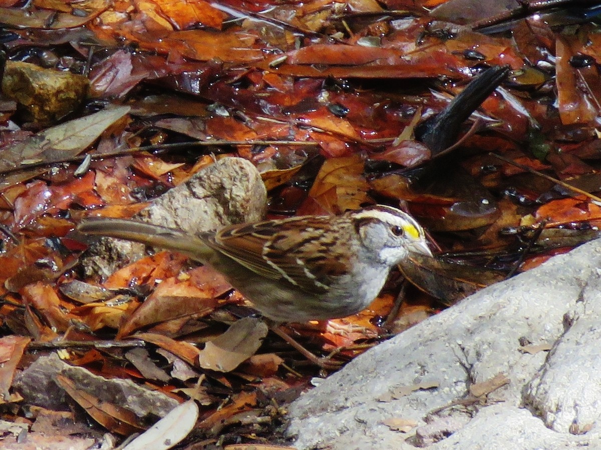 White-throated Sparrow - ML615841203