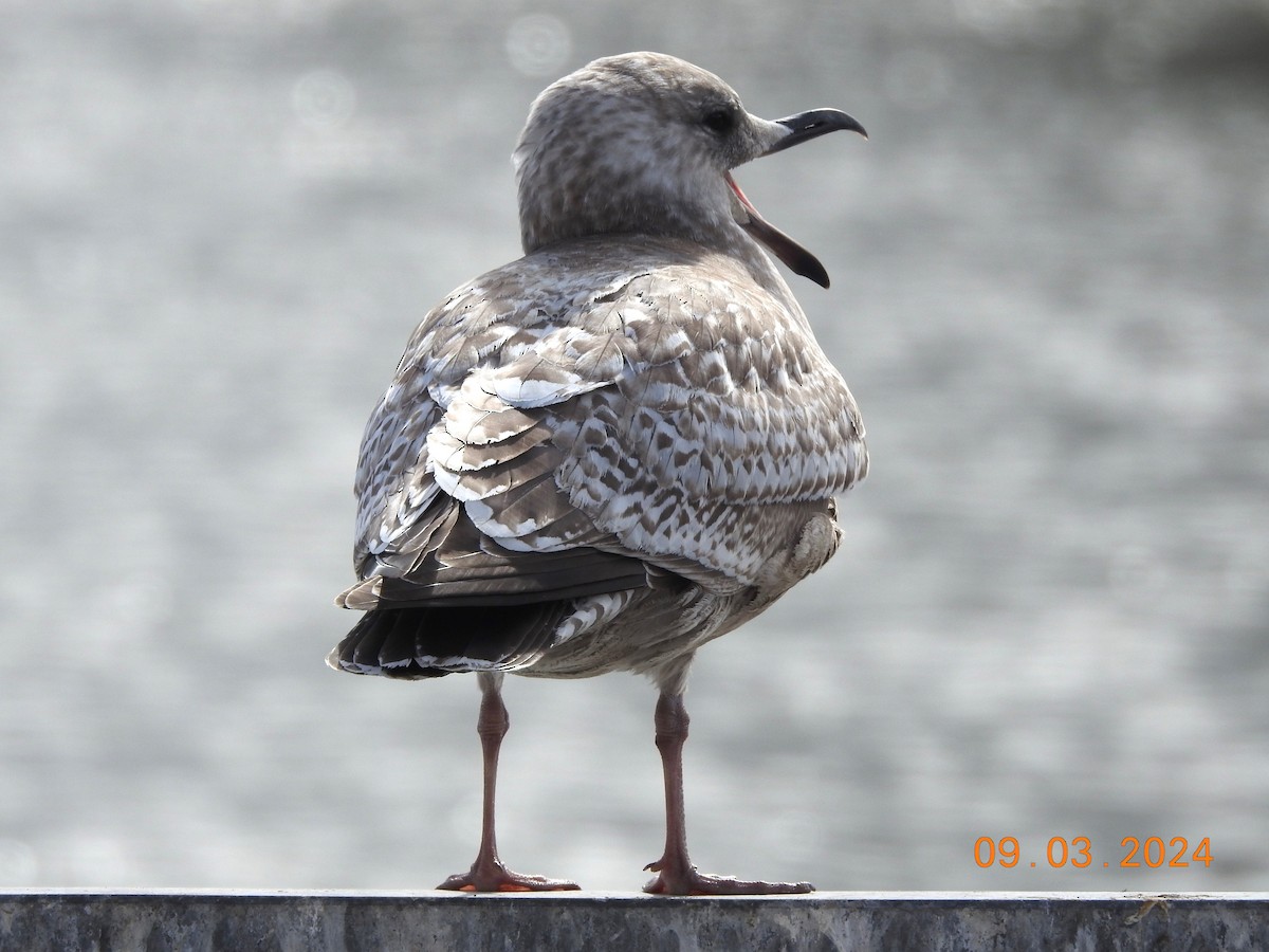 Iceland Gull (Thayer's) - ML615841315