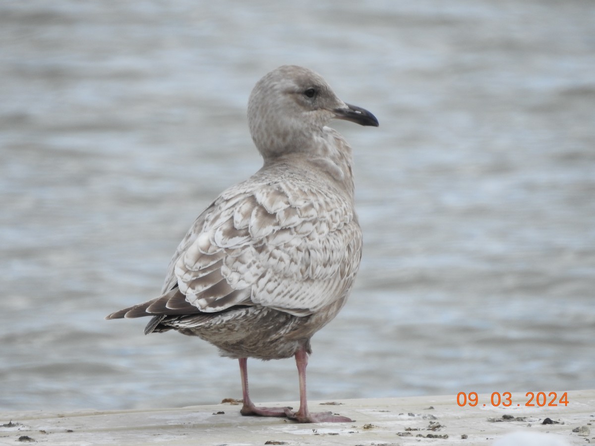 Iceland Gull (Thayer's) - ML615841352