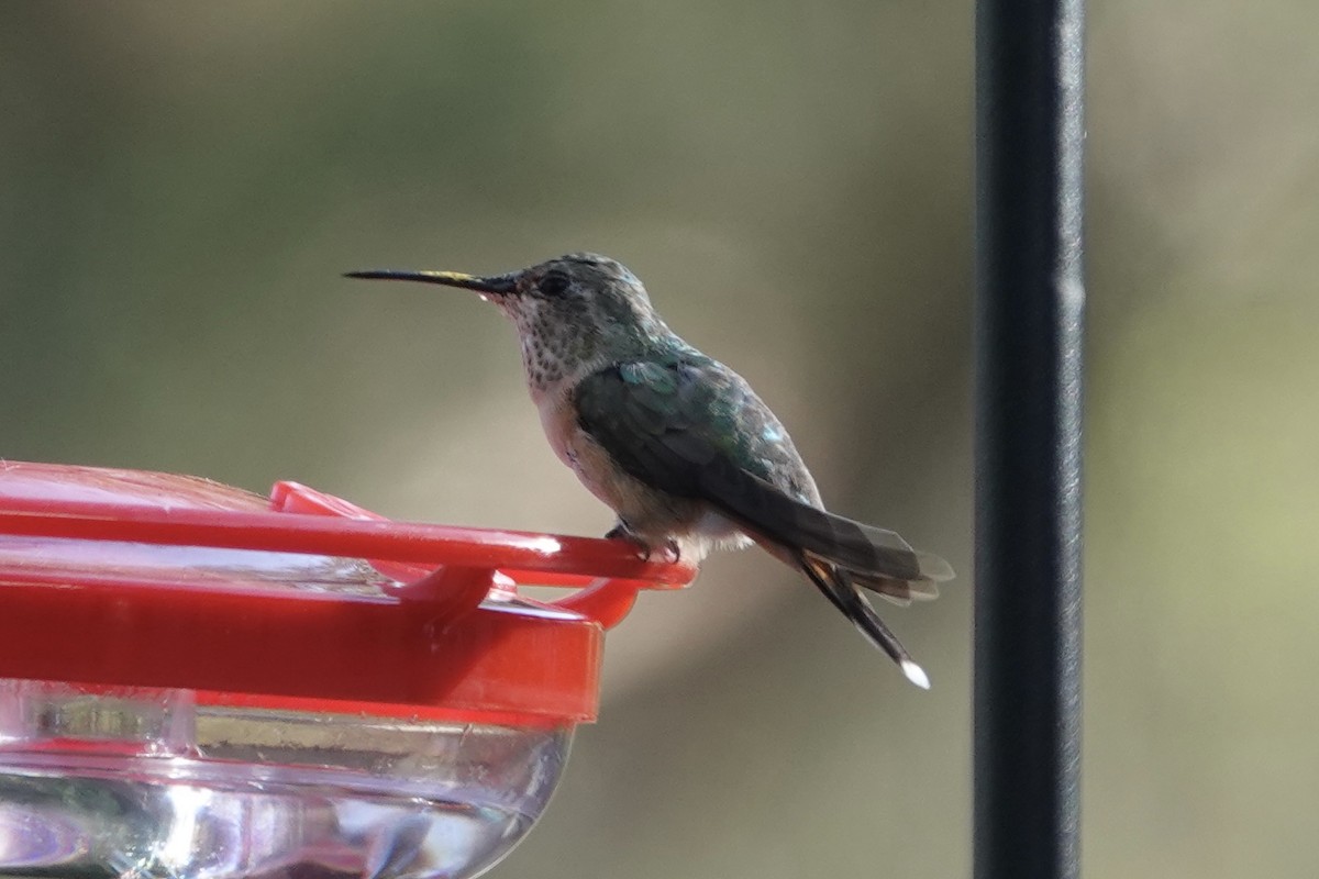 Broad-tailed Hummingbird - ML615841365