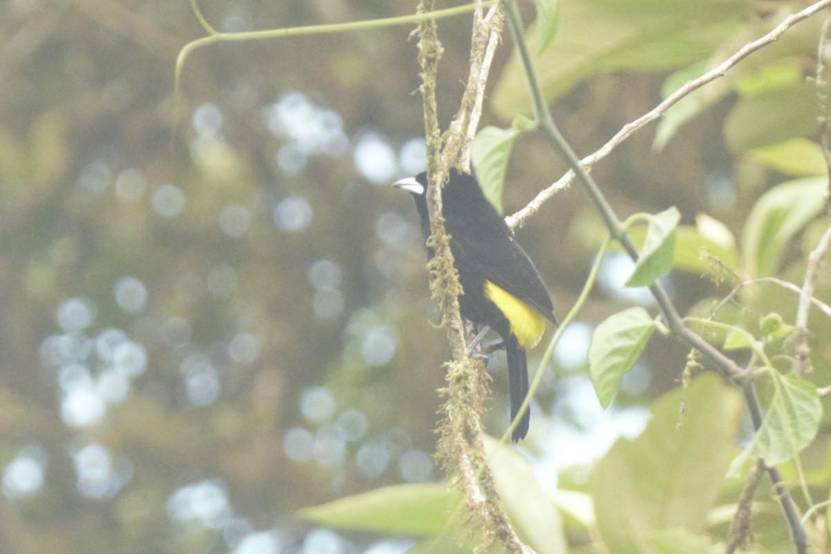 Flame-rumped Tanager - Alessandra Kite
