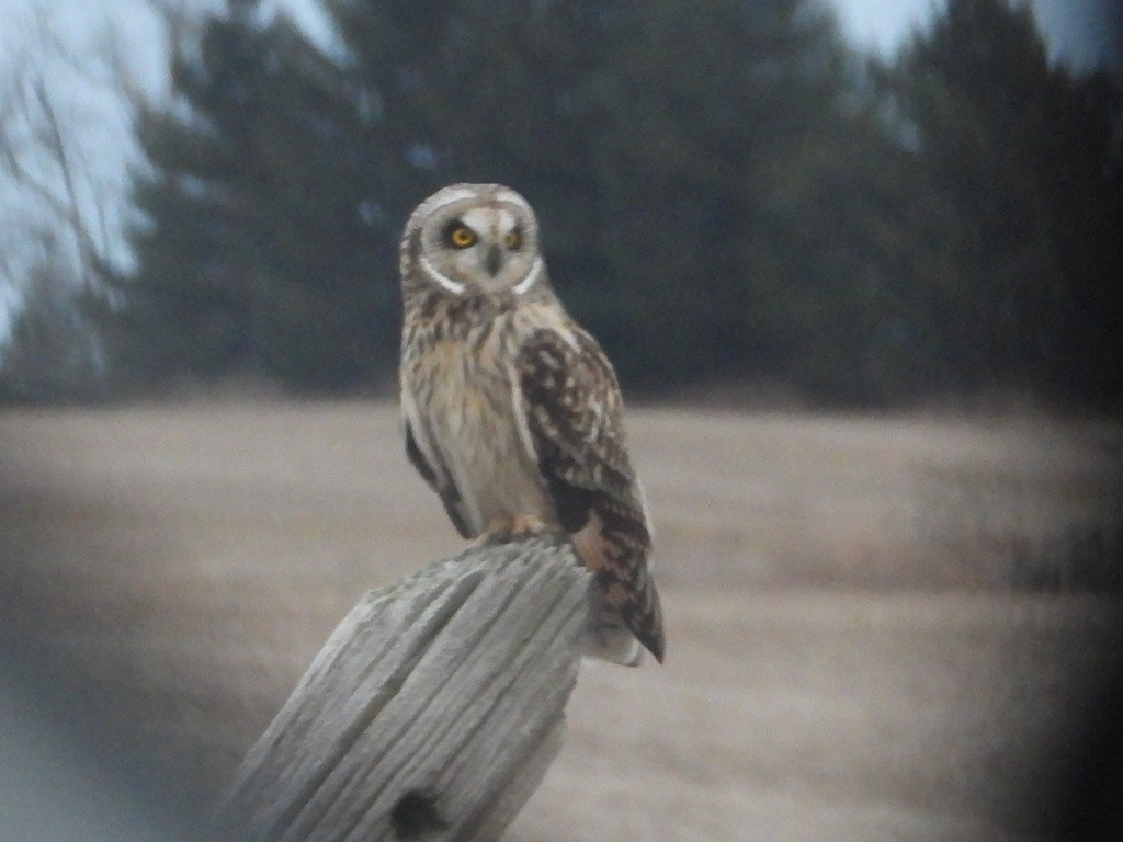 Short-eared Owl - ML615841542