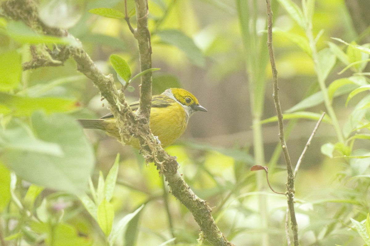 Silver-throated Tanager - ML615841552