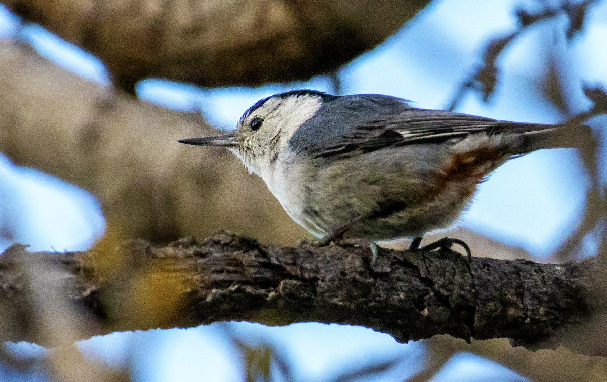 White-breasted Nuthatch - ML615841714