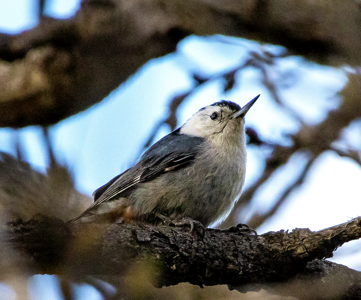 White-breasted Nuthatch - ML615841715