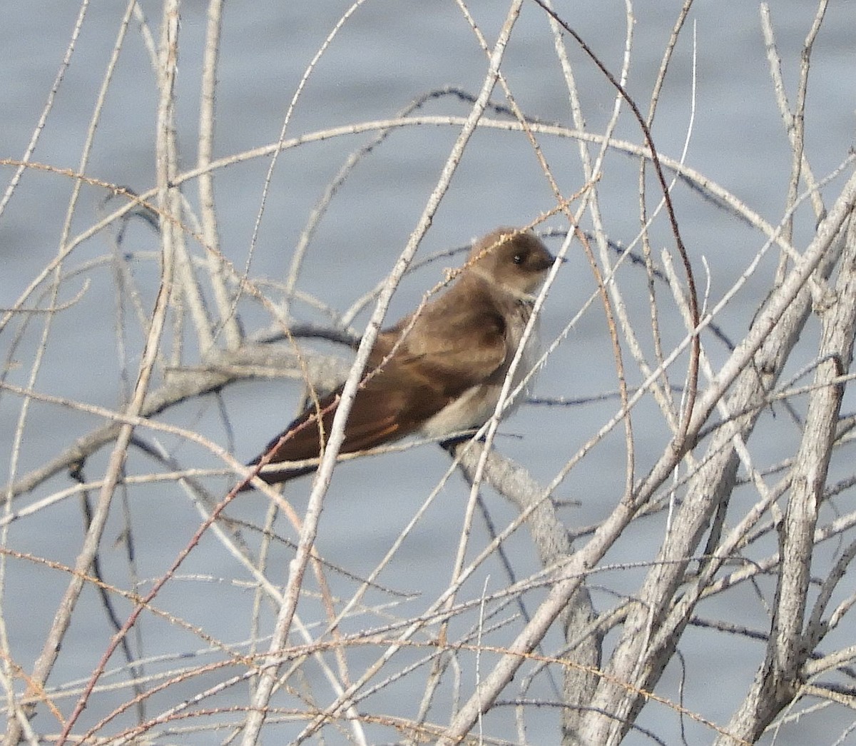 Northern Rough-winged Swallow - ML615841726