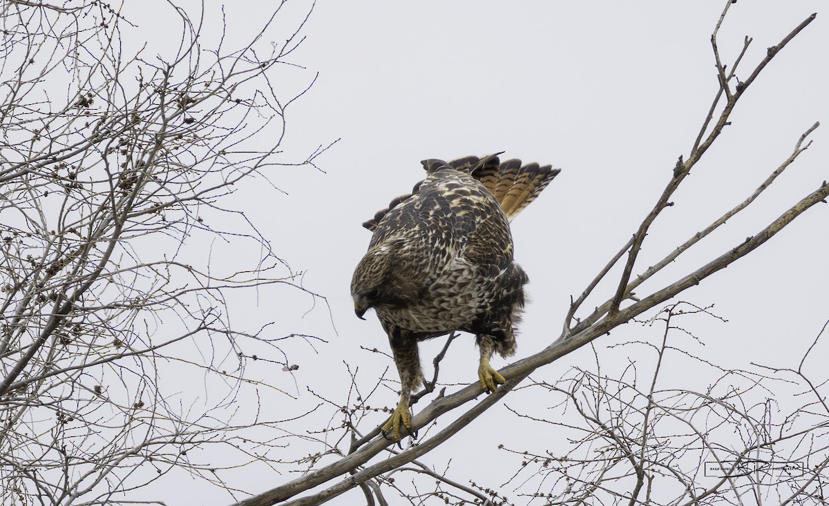 Red-tailed x Rough-legged Hawk (hybrid) - ML615841758