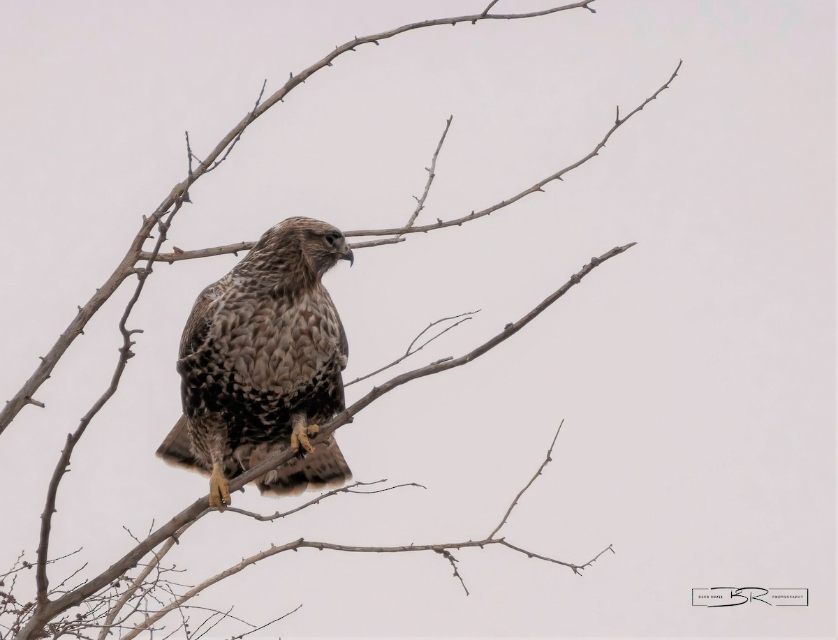 Red-tailed x Rough-legged Hawk (hybrid) - Barb Rimel