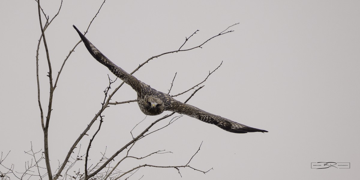 Red-tailed x Rough-legged Hawk (hybrid) - ML615841781
