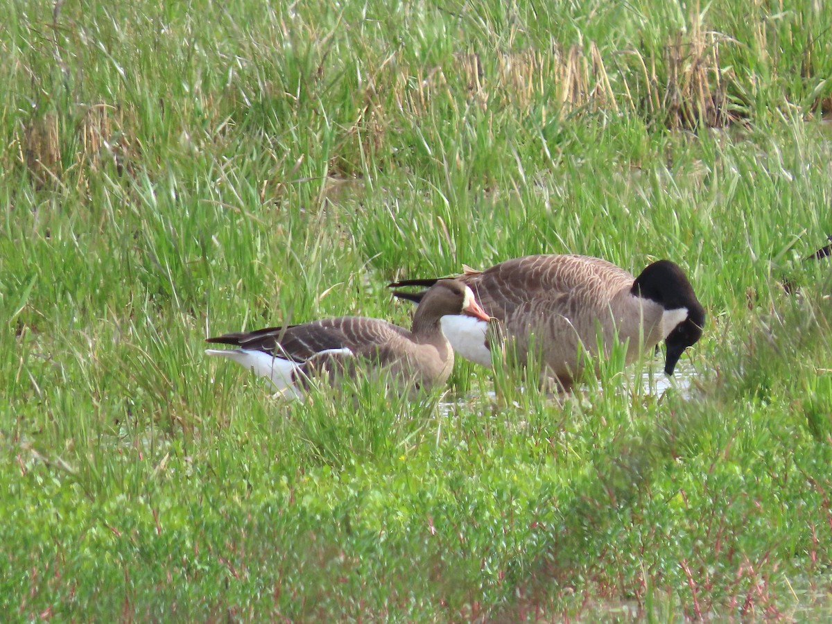 Greater White-fronted Goose - John Perry