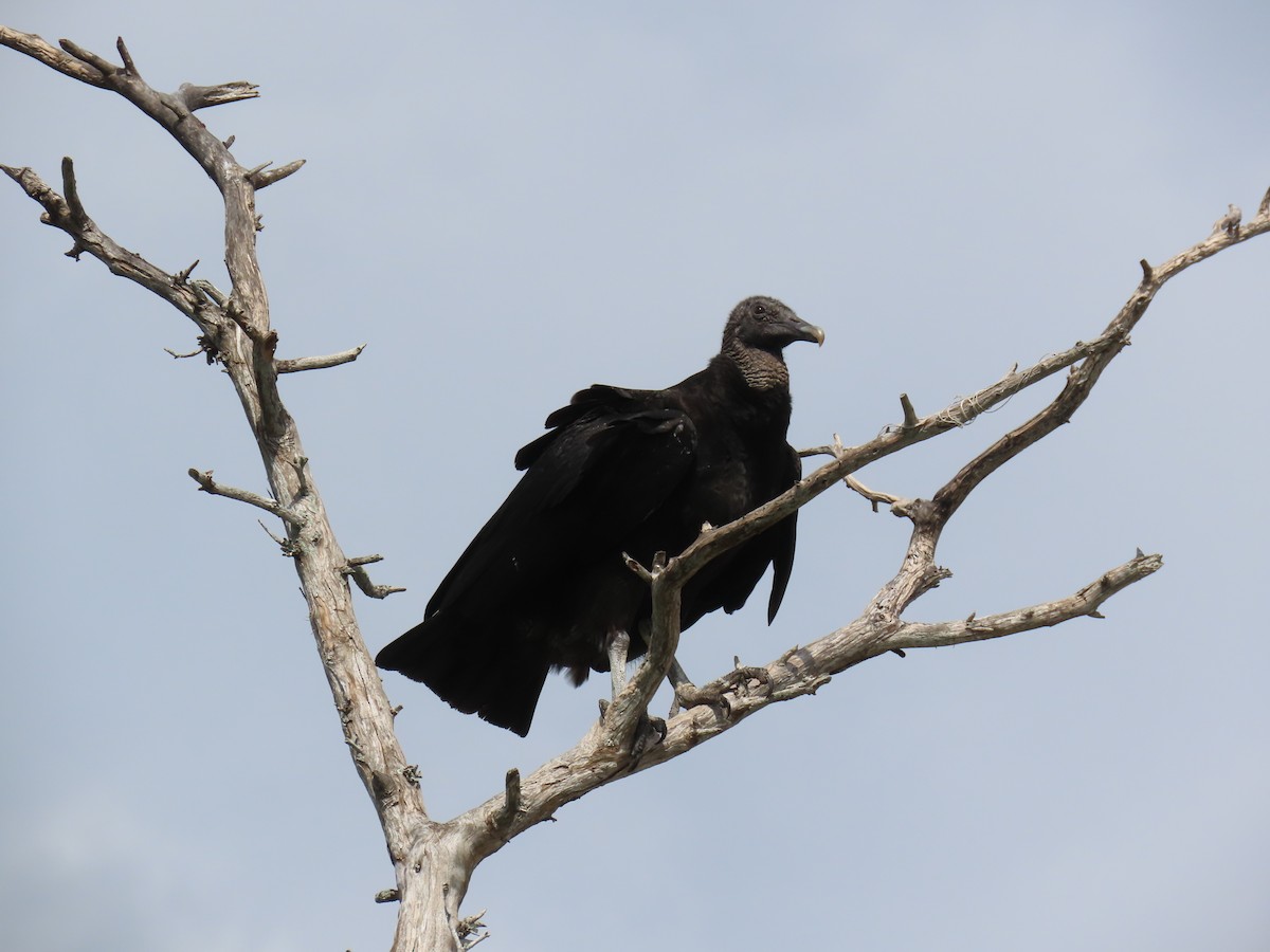Black Vulture - ML615841794