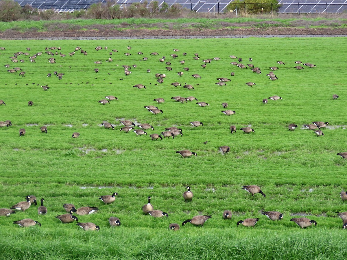 Cackling Goose (Aleutian) - ML615841835