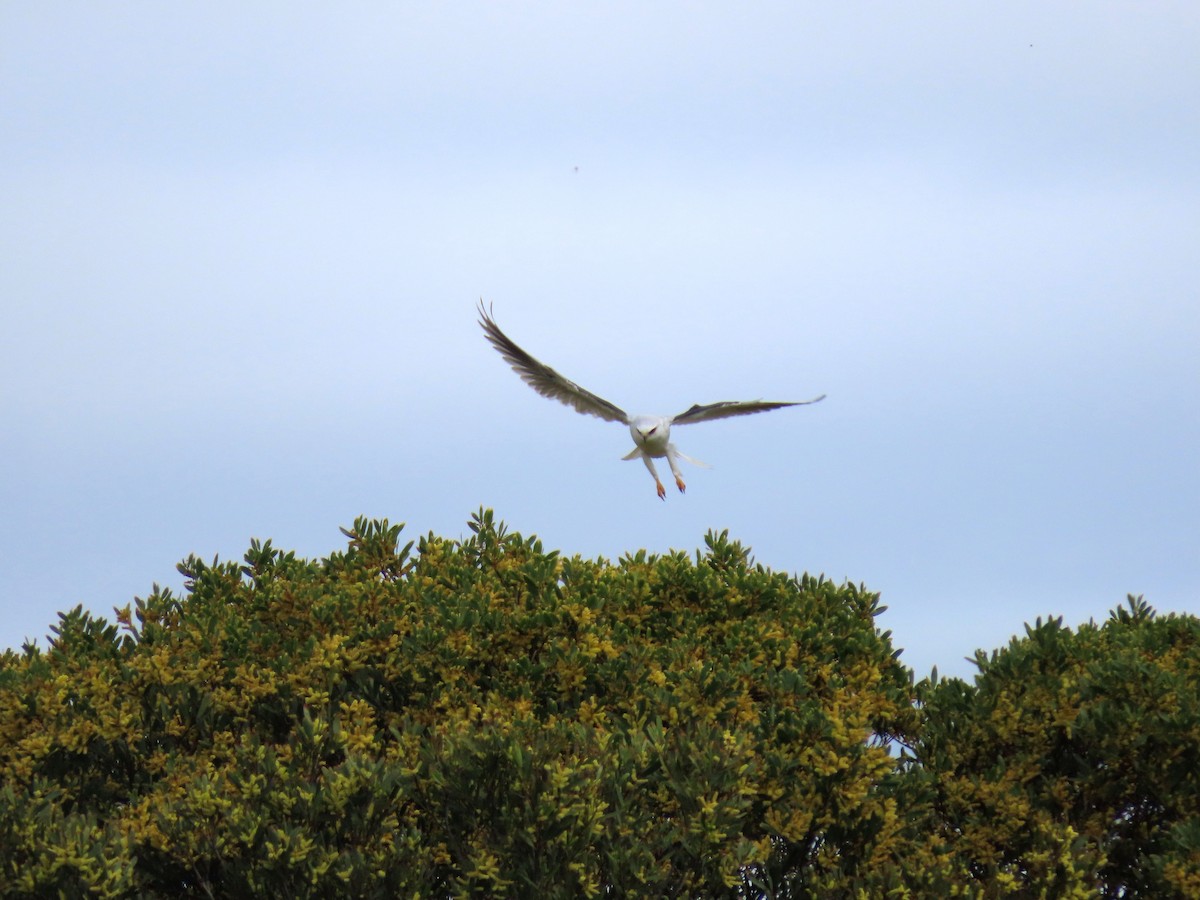 White-tailed Kite - ML615841879