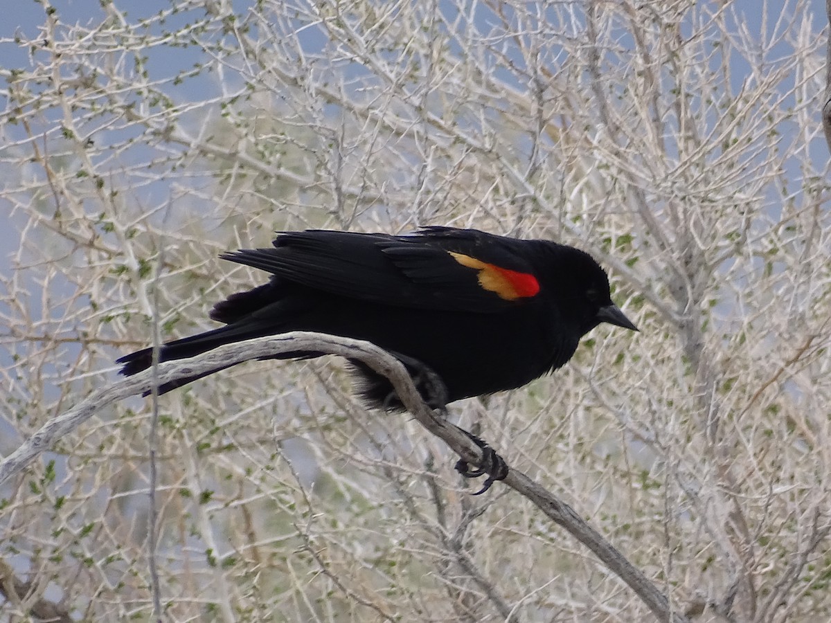 Red-winged Blackbird - ML615841889