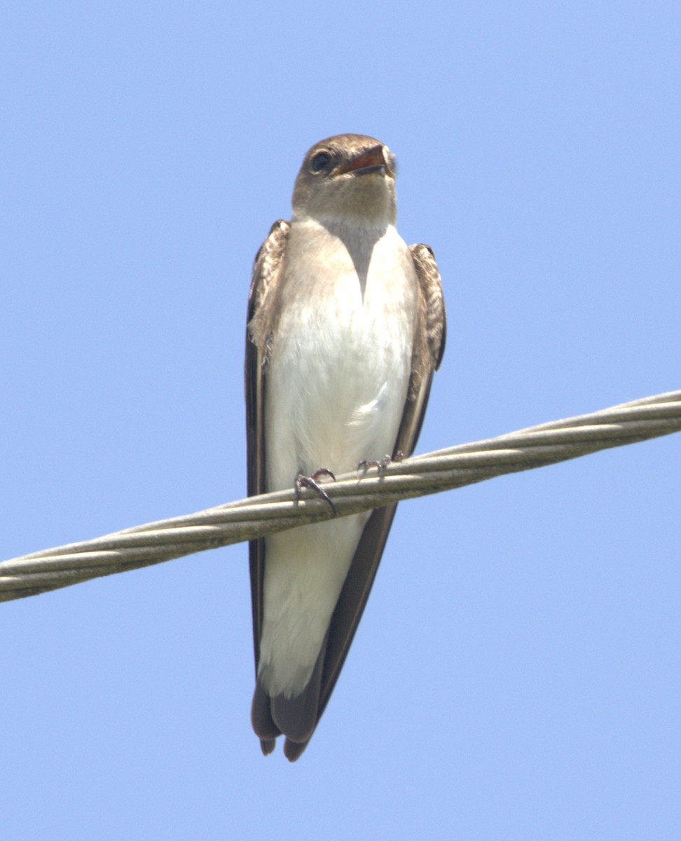 Northern Rough-winged Swallow - ML615841911