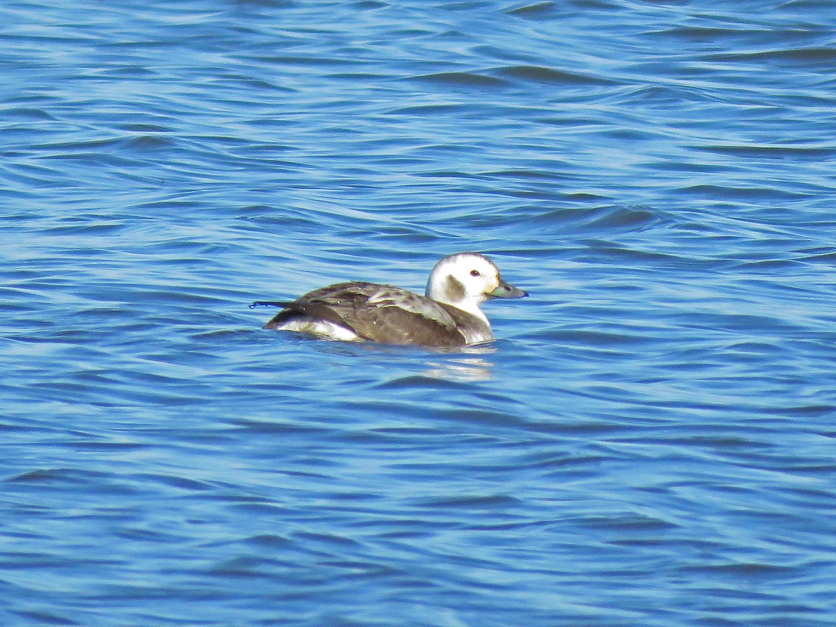 Long-tailed Duck - ML615841935